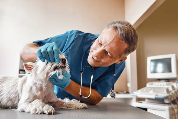 Best 24-Hour Emergency Dentist in Bushland, TX